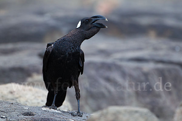 Erzrabe (Corvus crassirostris)