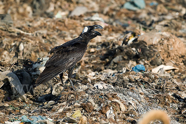 Erzrabe (Corvus crassirostris)