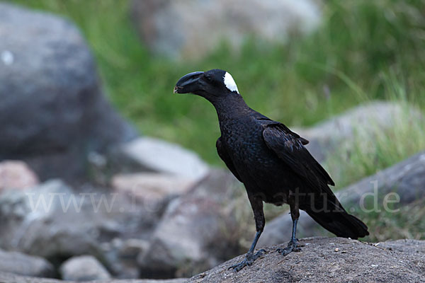 Erzrabe (Corvus crassirostris)