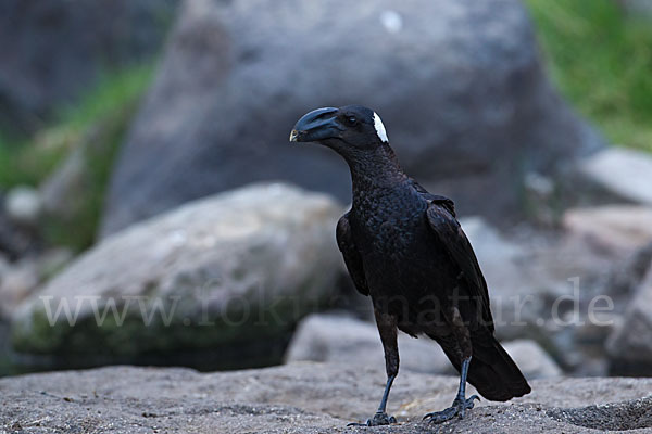 Erzrabe (Corvus crassirostris)