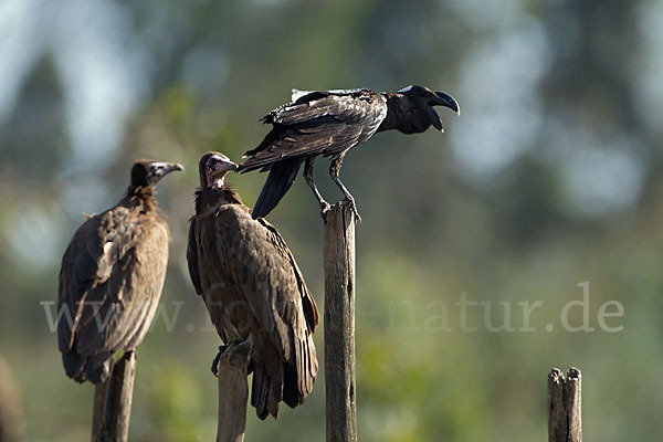 Erzrabe (Corvus crassirostris)