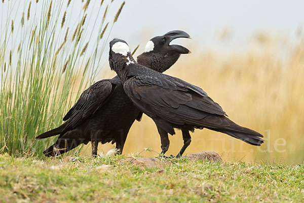 Erzrabe (Corvus crassirostris)