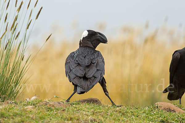 Erzrabe (Corvus crassirostris)