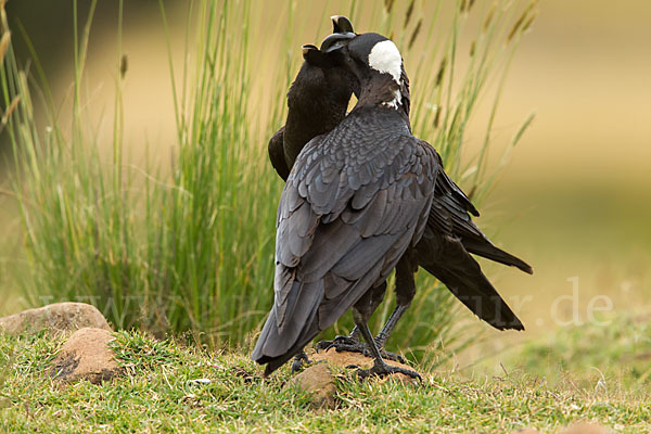 Erzrabe (Corvus crassirostris)