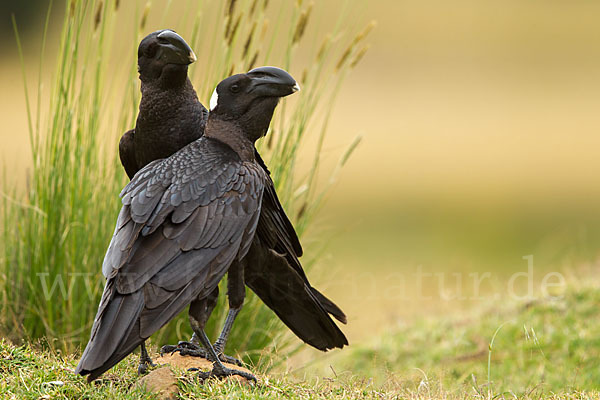 Erzrabe (Corvus crassirostris)