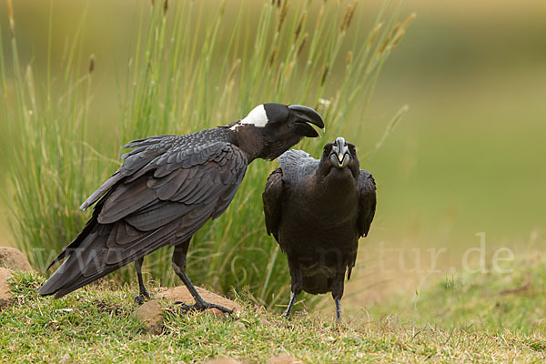 Erzrabe (Corvus crassirostris)