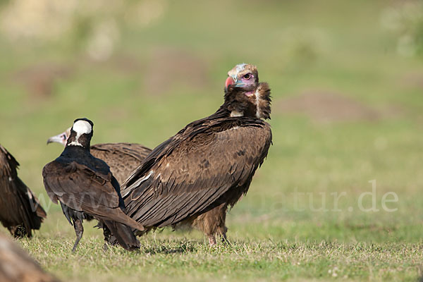 Erzrabe (Corvus crassirostris)