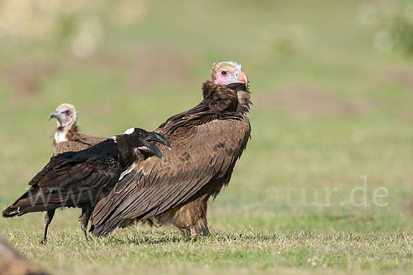 Erzrabe (Corvus crassirostris)