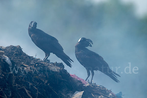 Erzrabe (Corvus crassirostris)