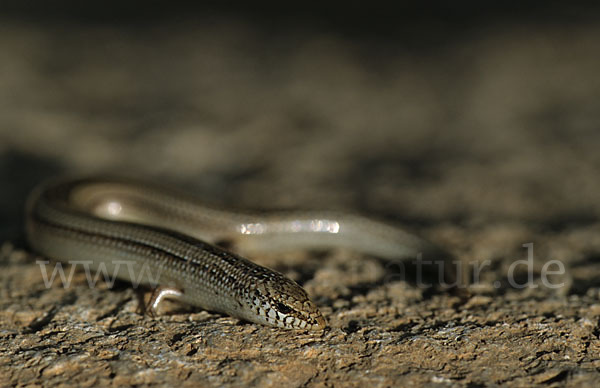 Erzschleiche (Chalcides chalcides)