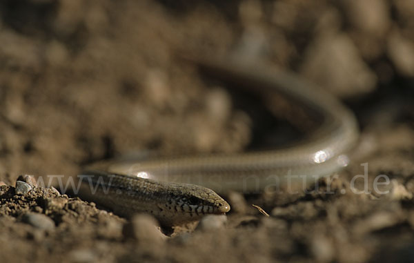 Erzschleiche (Chalcides chalcides)