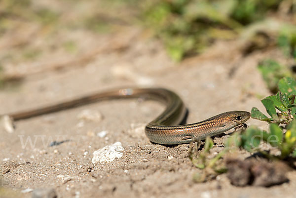 Erzschleiche (Chalcides chalcides)