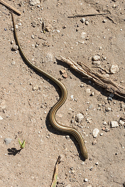 Erzschleiche (Chalcides chalcides)