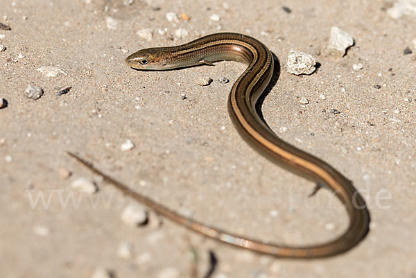 Erzschleiche (Chalcides chalcides)