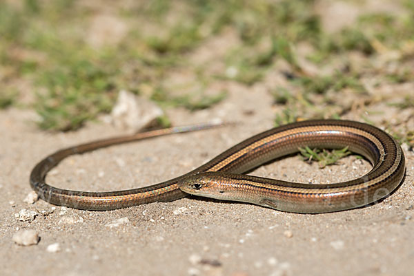 Erzschleiche (Chalcides chalcides)