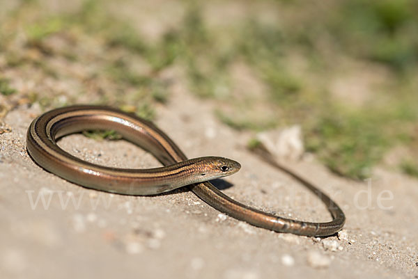 Erzschleiche (Chalcides chalcides)