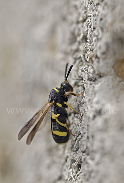 Erzwespe spec. (Leucospis dorsigera)