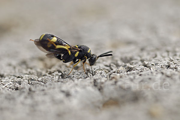 Erzwespe spec. (Leucospis dorsigera)