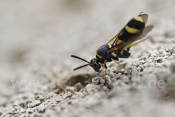 Erzwespe spec. (Leucospis dorsigera)