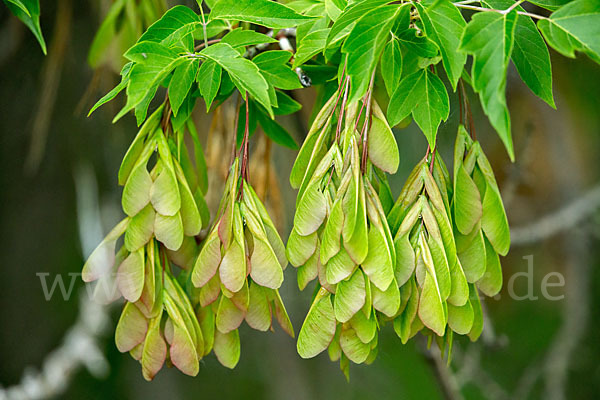 Eschen-Ahorn (Acer negundo)