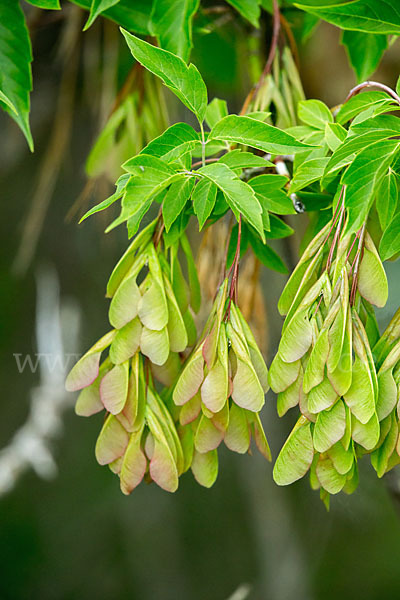 Eschen-Ahorn (Acer negundo)