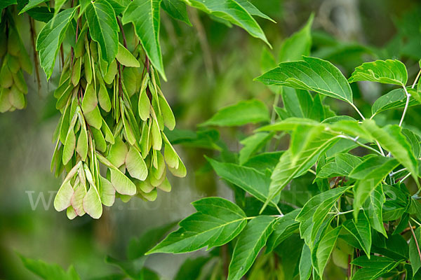 Eschen-Ahorn (Acer negundo)