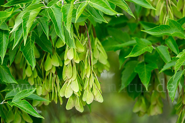 Eschen-Ahorn (Acer negundo)