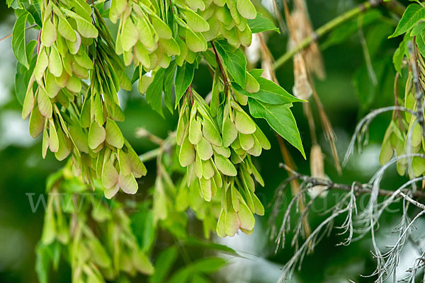 Eschen-Ahorn (Acer negundo)