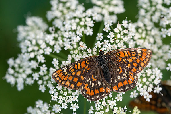 Eschen-Scheckenfalter (Euphydryas maturna)