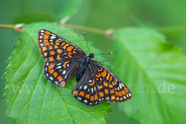 Eschen-Scheckenfalter (Euphydryas maturna)