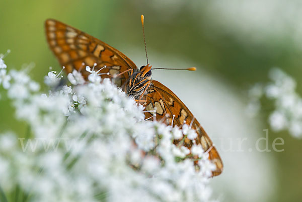 Eschen-Scheckenfalter (Euphydryas maturna)