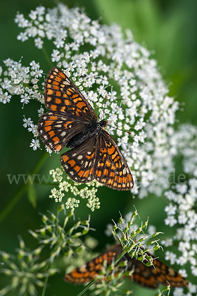 Eschen-Scheckenfalter (Euphydryas maturna)