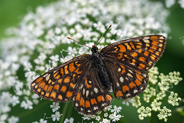 Eschen-Scheckenfalter (Euphydryas maturna)