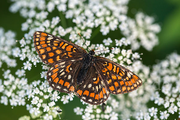 Eschen-Scheckenfalter (Euphydryas maturna)