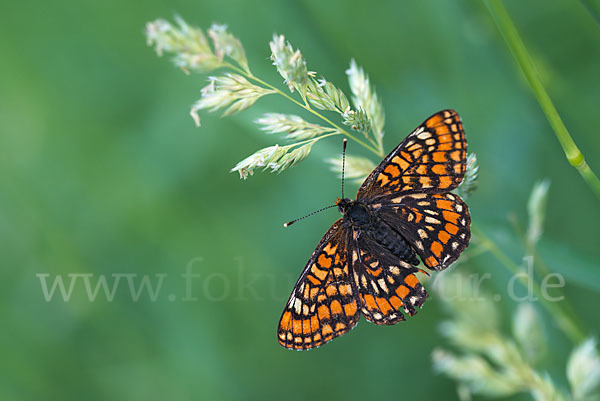 Eschen-Scheckenfalter (Euphydryas maturna)