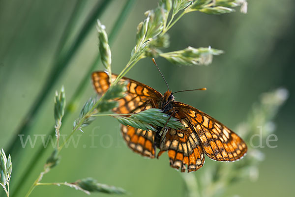 Eschen-Scheckenfalter (Euphydryas maturna)