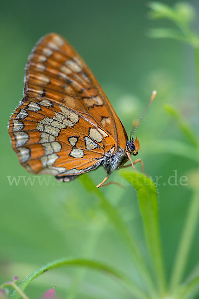 Eschen-Scheckenfalter (Euphydryas maturna)