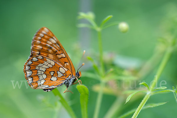 Eschen-Scheckenfalter (Euphydryas maturna)