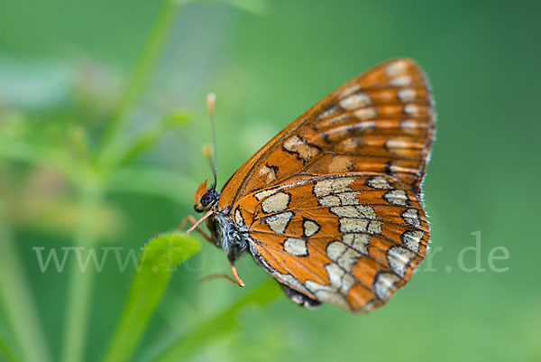 Eschen-Scheckenfalter (Euphydryas maturna)