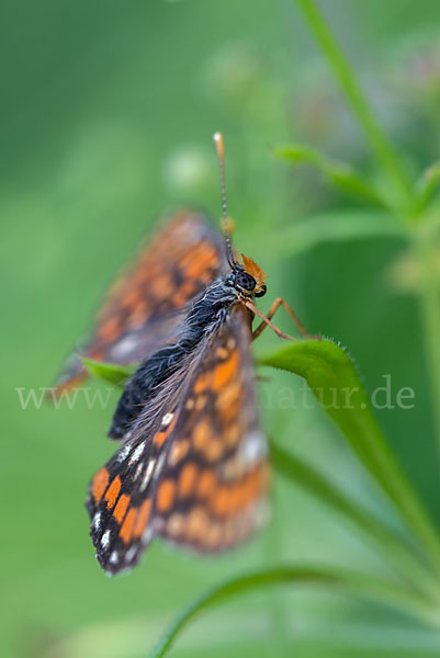 Eschen-Scheckenfalter (Euphydryas maturna)