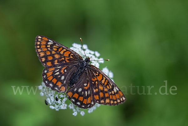 Eschen-Scheckenfalter (Euphydryas maturna)