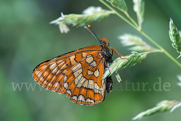 Eschen-Scheckenfalter (Euphydryas maturna)