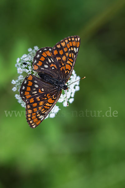 Eschen-Scheckenfalter (Euphydryas maturna)