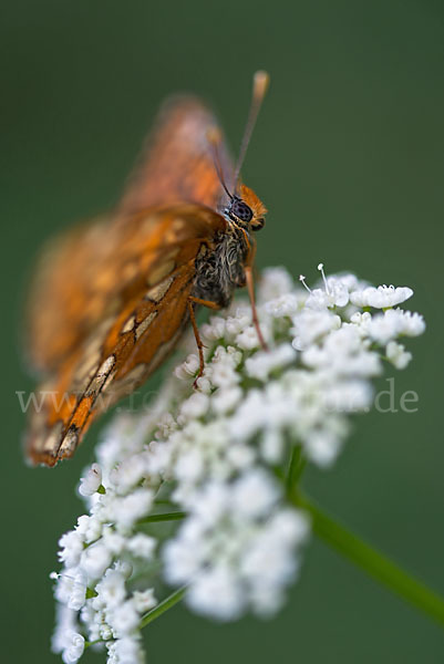 Eschen-Scheckenfalter (Euphydryas maturna)