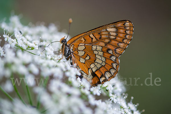 Eschen-Scheckenfalter (Euphydryas maturna)