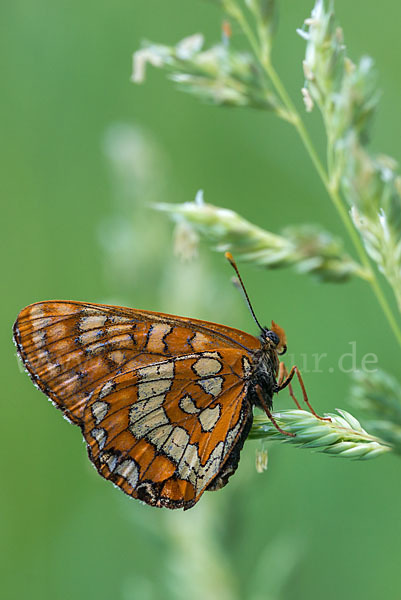 Eschen-Scheckenfalter (Euphydryas maturna)