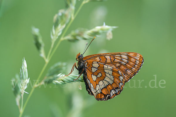 Eschen-Scheckenfalter (Euphydryas maturna)