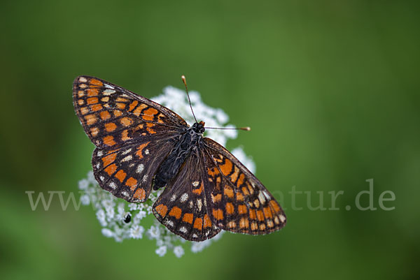 Eschen-Scheckenfalter (Euphydryas maturna)