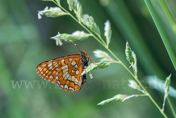 Eschen-Scheckenfalter (Euphydryas maturna)