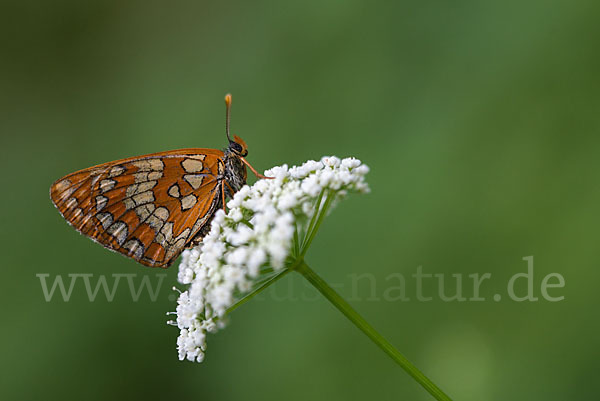 Eschen-Scheckenfalter (Euphydryas maturna)